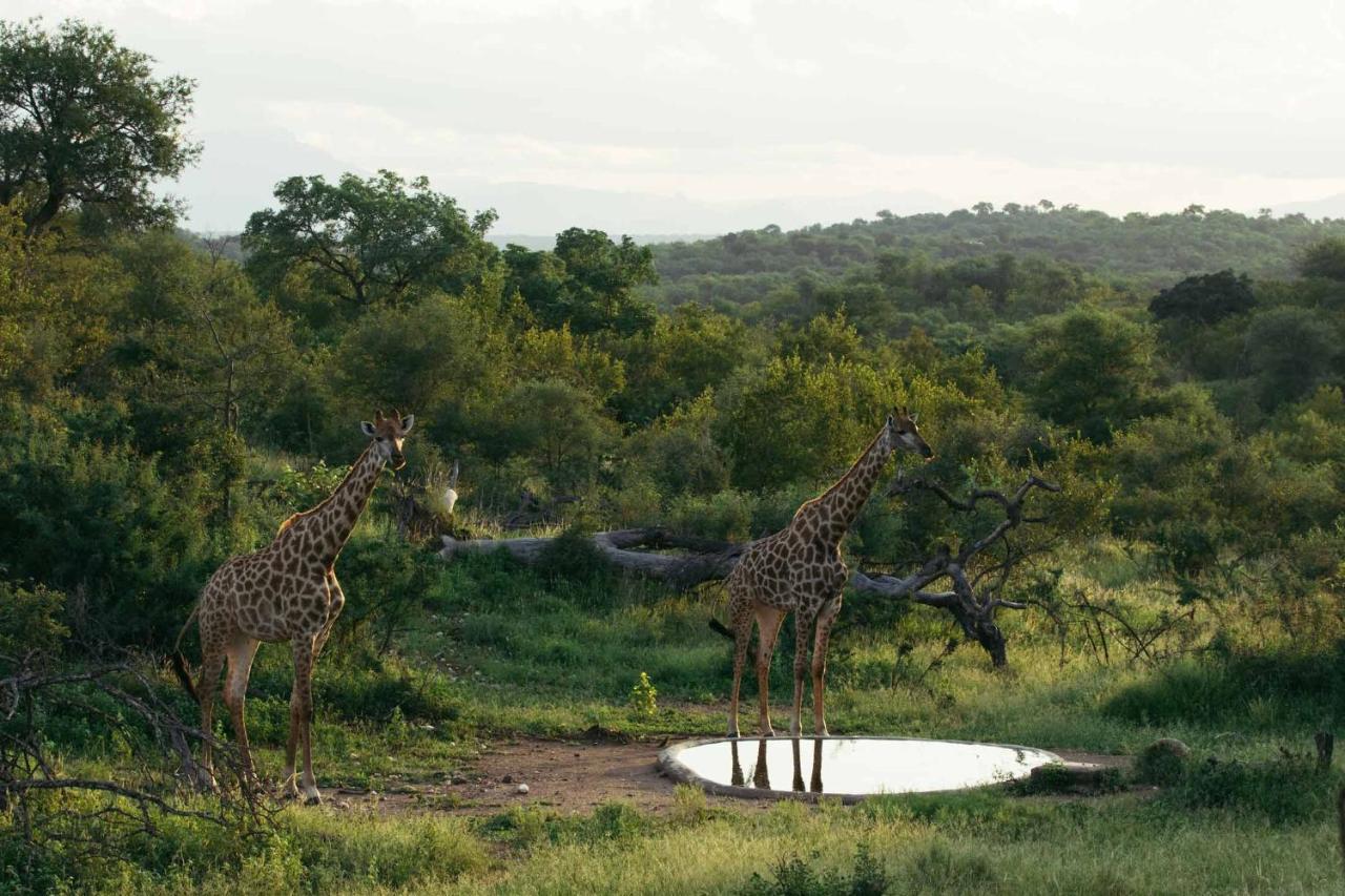 Lodge Isambane Camp Balule Game Reserve